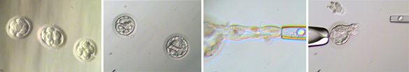 embryology_image1_r2